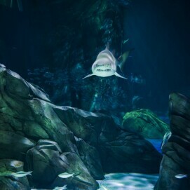 Georgia Aquarium #1 (Shark), Atlanta, 2021, aus der Serie Habitats