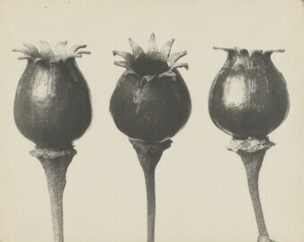 Karl Blossfeldt: Lichtnelke, vor 1932