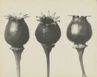 Karl Blossfeldt. Photographie im Licht der Kunst